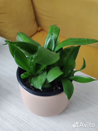 Сансевиерия