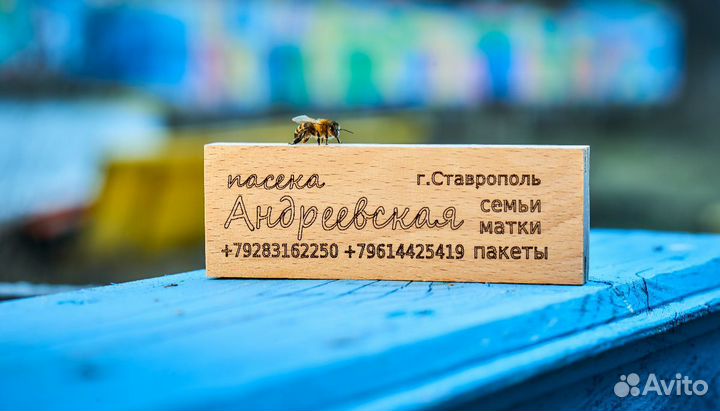 Плодные матки