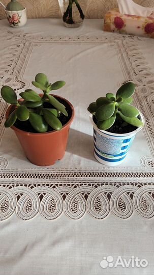 Крассула толстянка