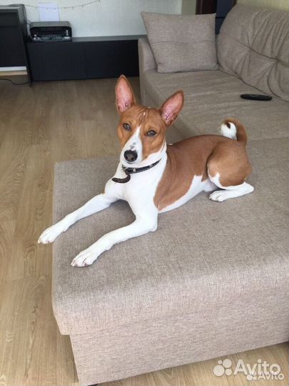 Передержка животных