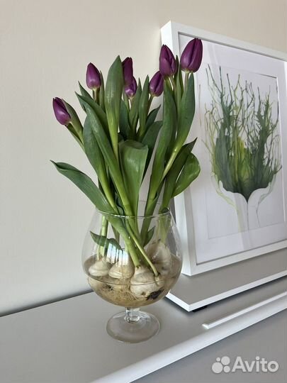 Тюльпаны в вазоне