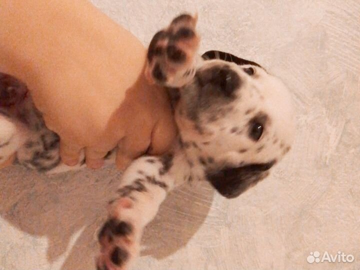 Щенки далматина