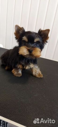 Стрижка собак и кошек