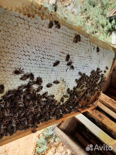 Мед цветочный (разнотравье )