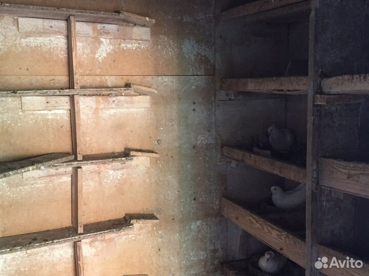 Продам голубятню