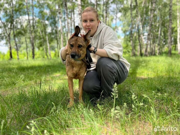 Собака Юла в добрую семью