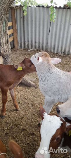 Телята бычки