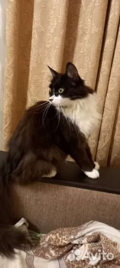 Кошка в дар бесплатно