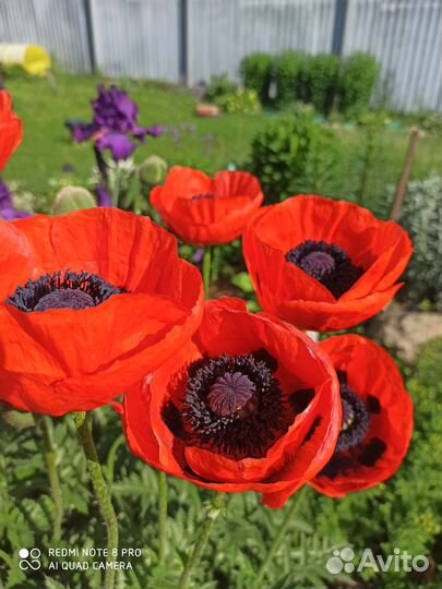 Мак красный