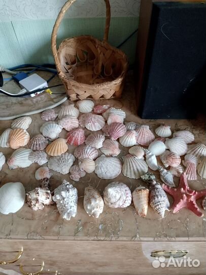 Ракушка морская
