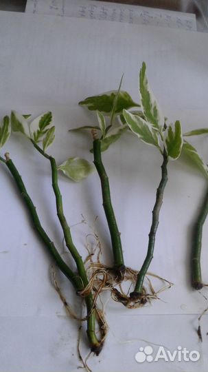 Педилантус, отростки с корнем