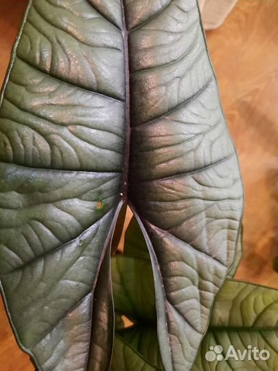 Алоказия мишольца,мело,платинум