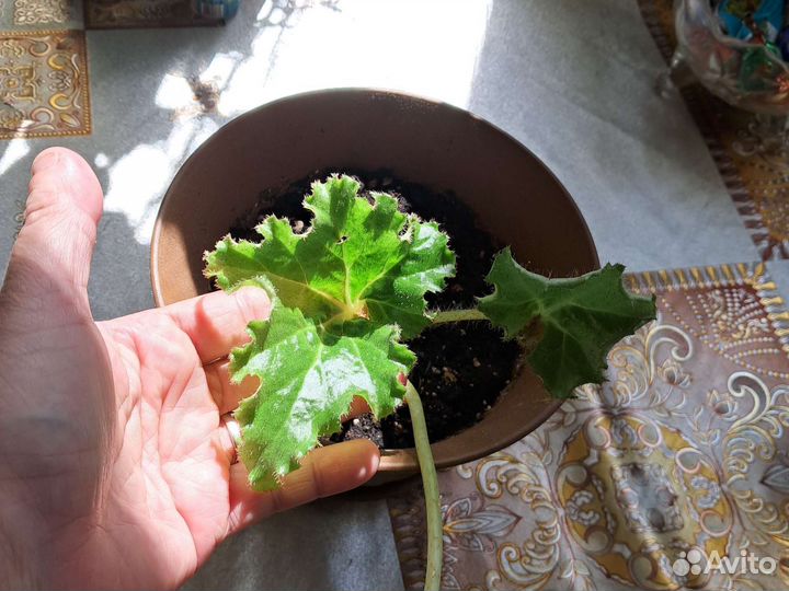 Комнатные цветы