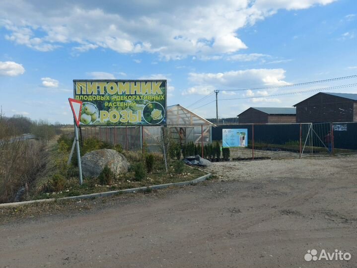 Саженцы груши