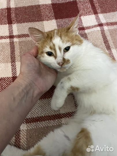 Кот Василий