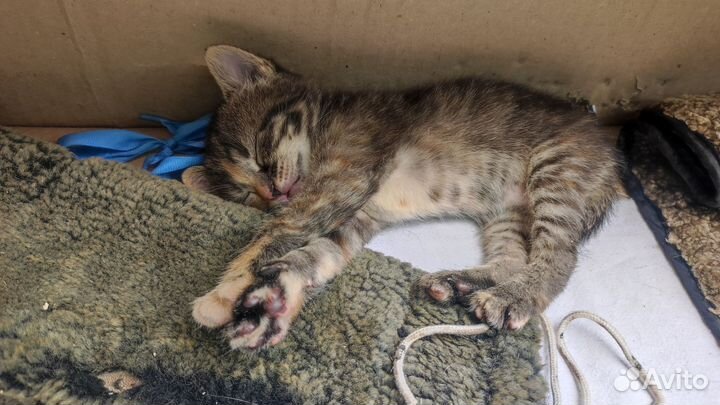 Котята милаши