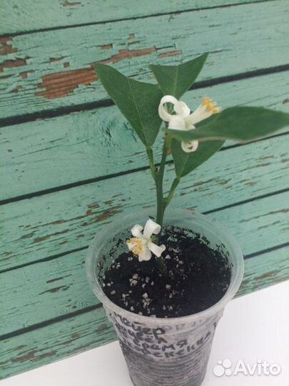 Лимон Мейер