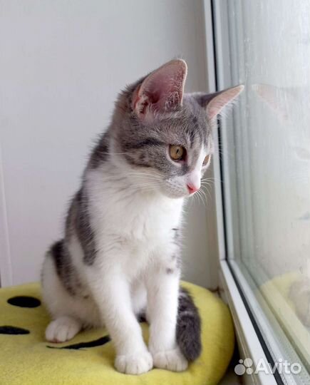 Милый котенок красавишна