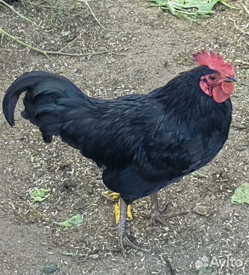 Молодые петухи