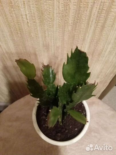 Комнатные растения цветы. Шлюмбергера. Декабрист