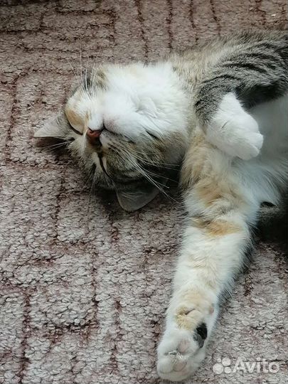 Кошка в добрые руки