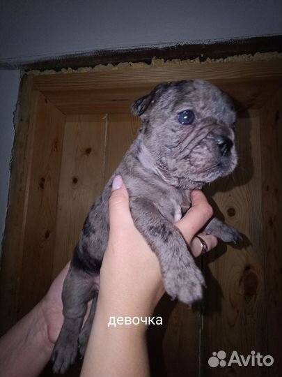 Французский бульдог