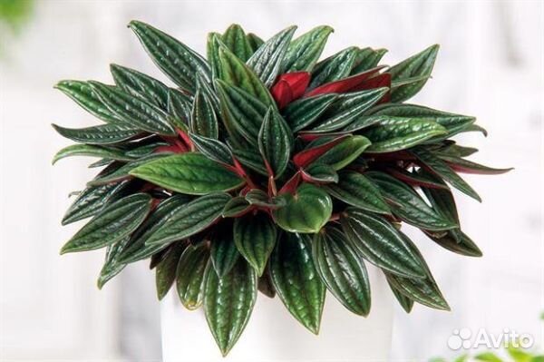 Пеперомии (Peperomia)