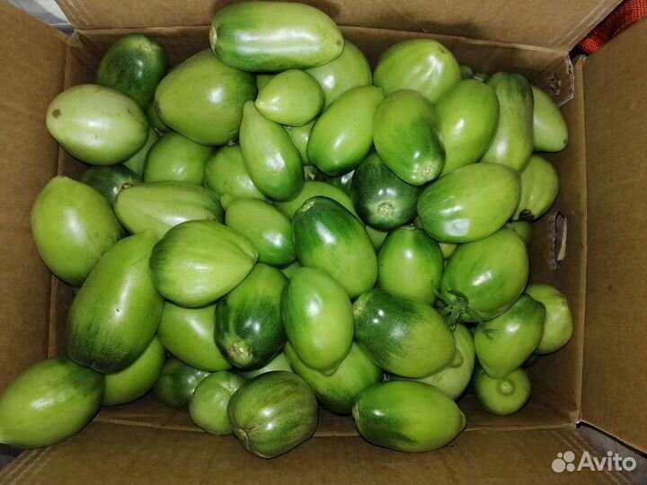 Помидоры домашние