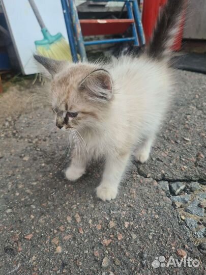 Красивые котята