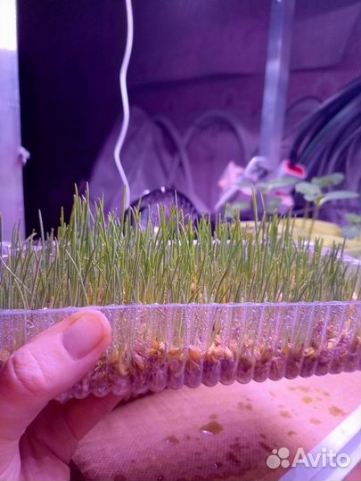 Травка для животных