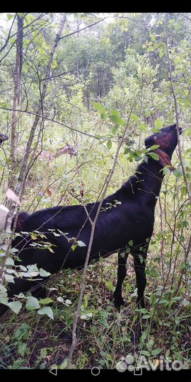 Козел на племя