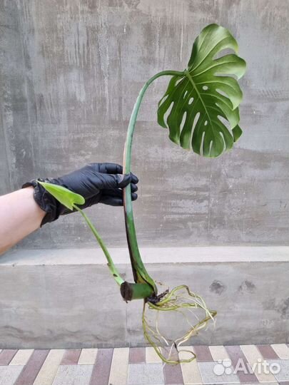 Монстера деликатесная