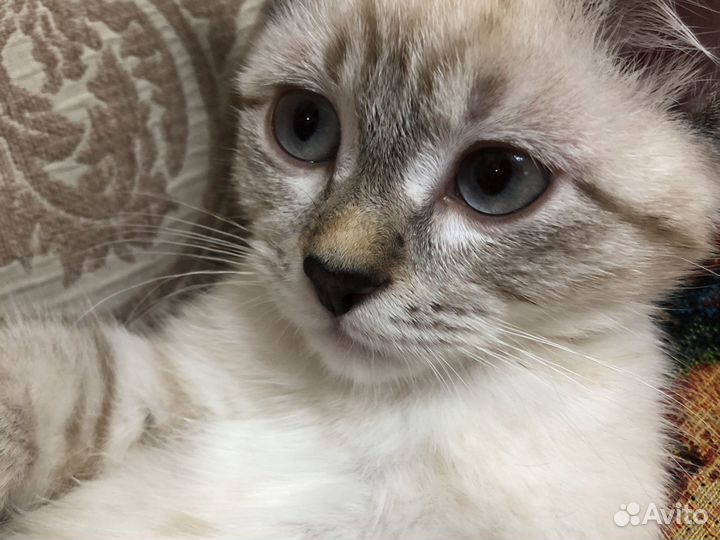 Котенок девочка в добрые руки