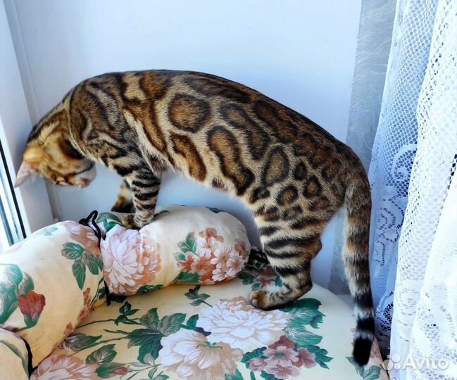 Бенгальские котята