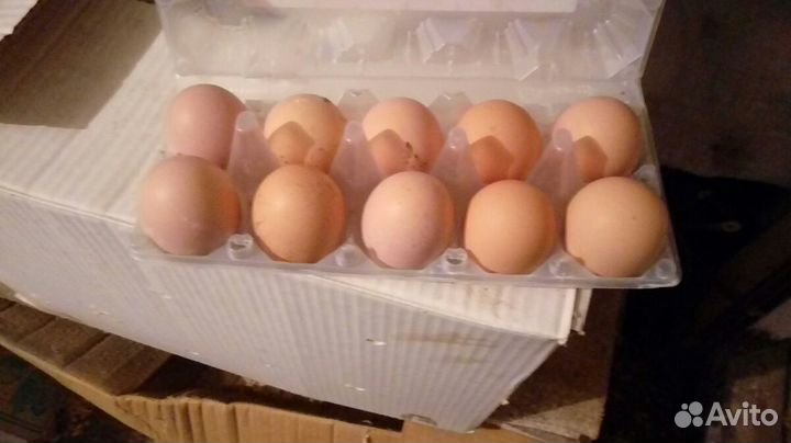 Яйцо домашнее