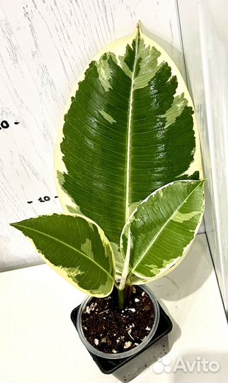 Фикус эластика тинеке