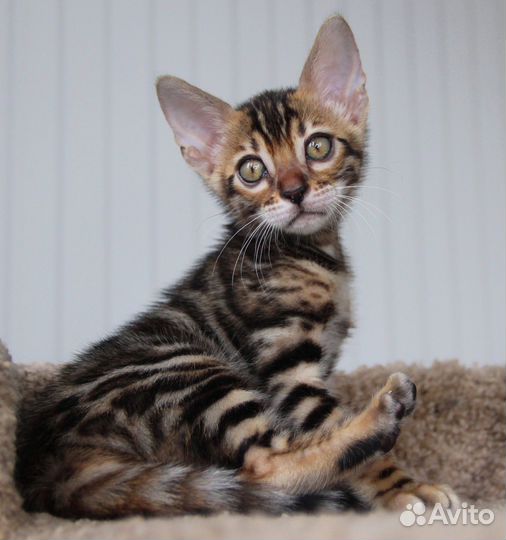 Бенгальская