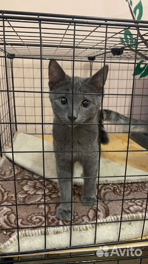 Котенок шалунишка