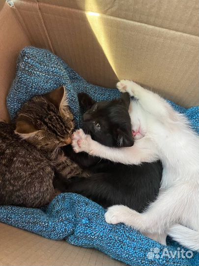 Котята в добрые руки