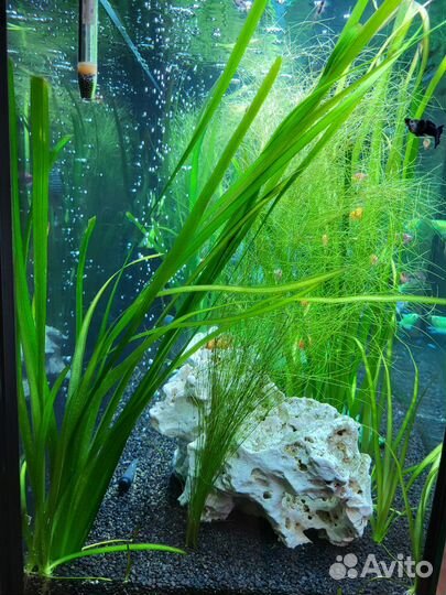 Аквариумное растение