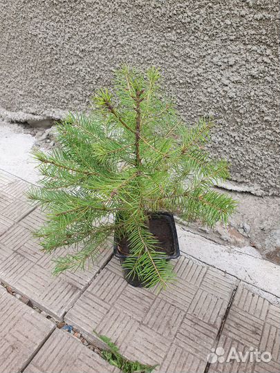 Пихта дугласа