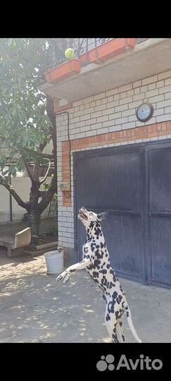 Далматин вязка