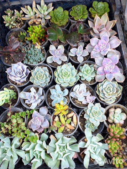 Домашние суккуленты