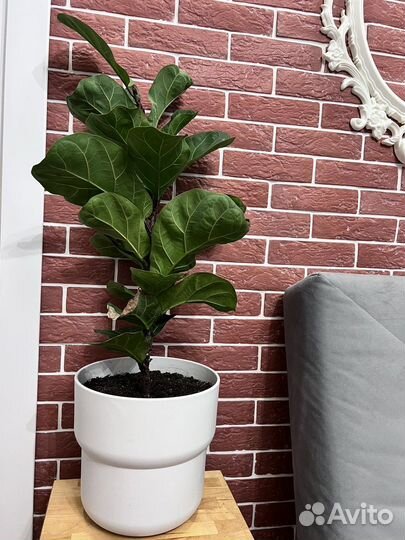 Фикус лирата