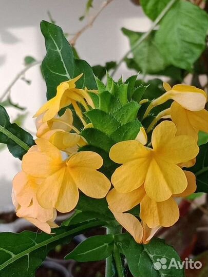 Семена комнатных цветов и растения