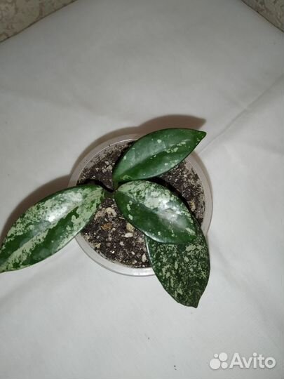 Хойя Супер эскимо, Вилбург гравес и др