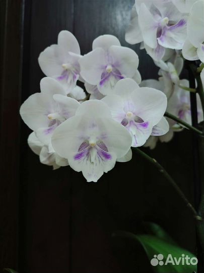Орхидея фаленопсис биг лип