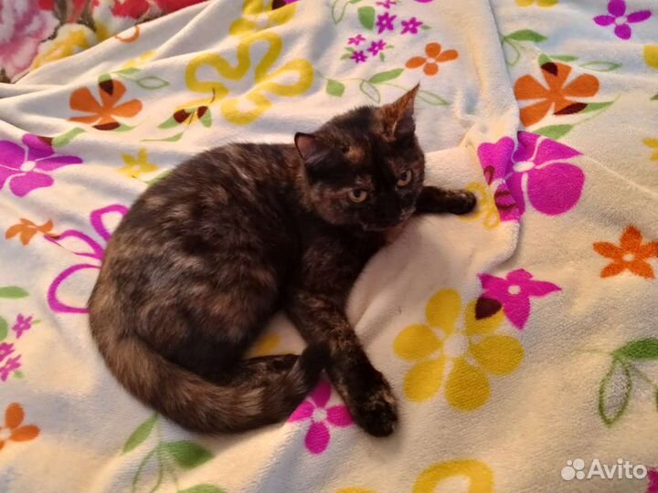 Кошка
