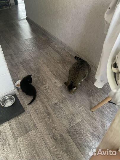Котёнок