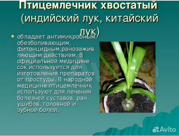 Индийский лук(птицемлечник)
